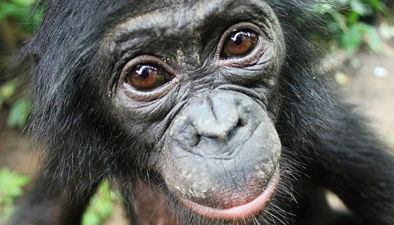 Close primate cousins with whom we share 99 percent of our DNA, bonobos will help strangers even when there is no immediate payback, and without having to be asked first. Photo courtesy of Lola ya Bonobo Sanctuary.
